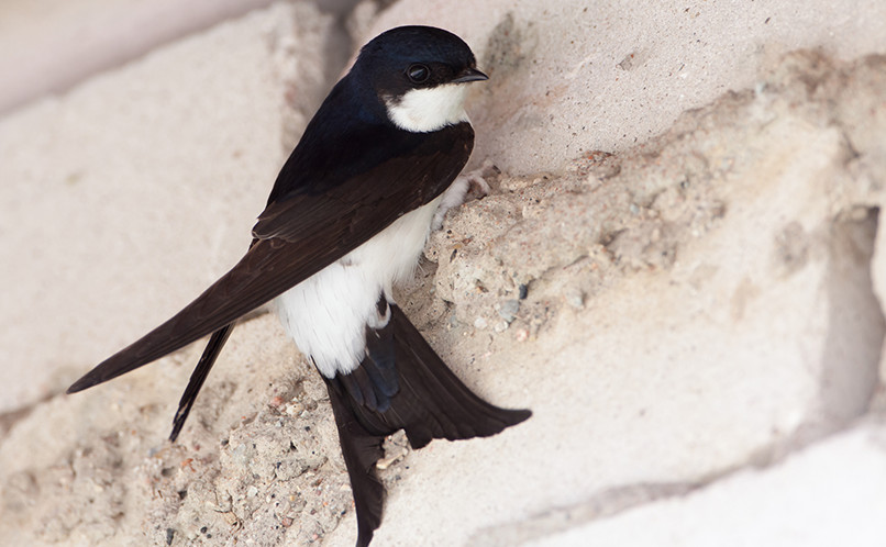 House Martin